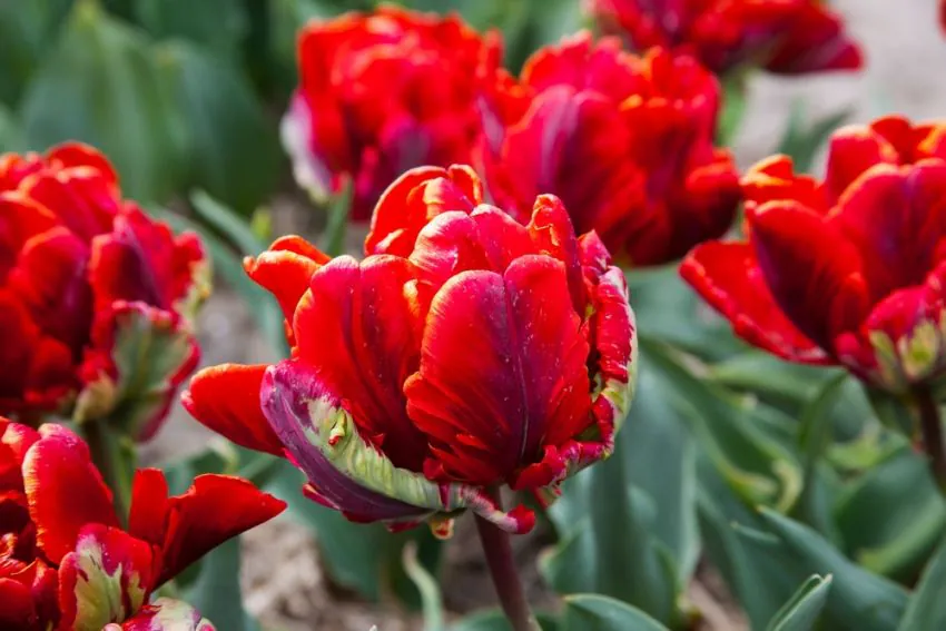 Tulp Rococo Double pakendis 5 tk