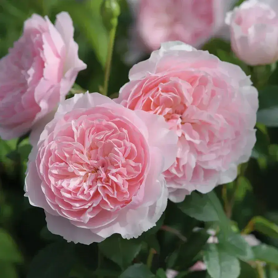 Paljasjuurne roosiistik Wisley 2008™ 1tk./ A klass/