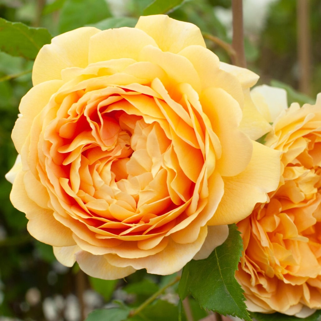 Paljasjuurne roosiistik “Golden Celebration®” 1 tk. / A klass/