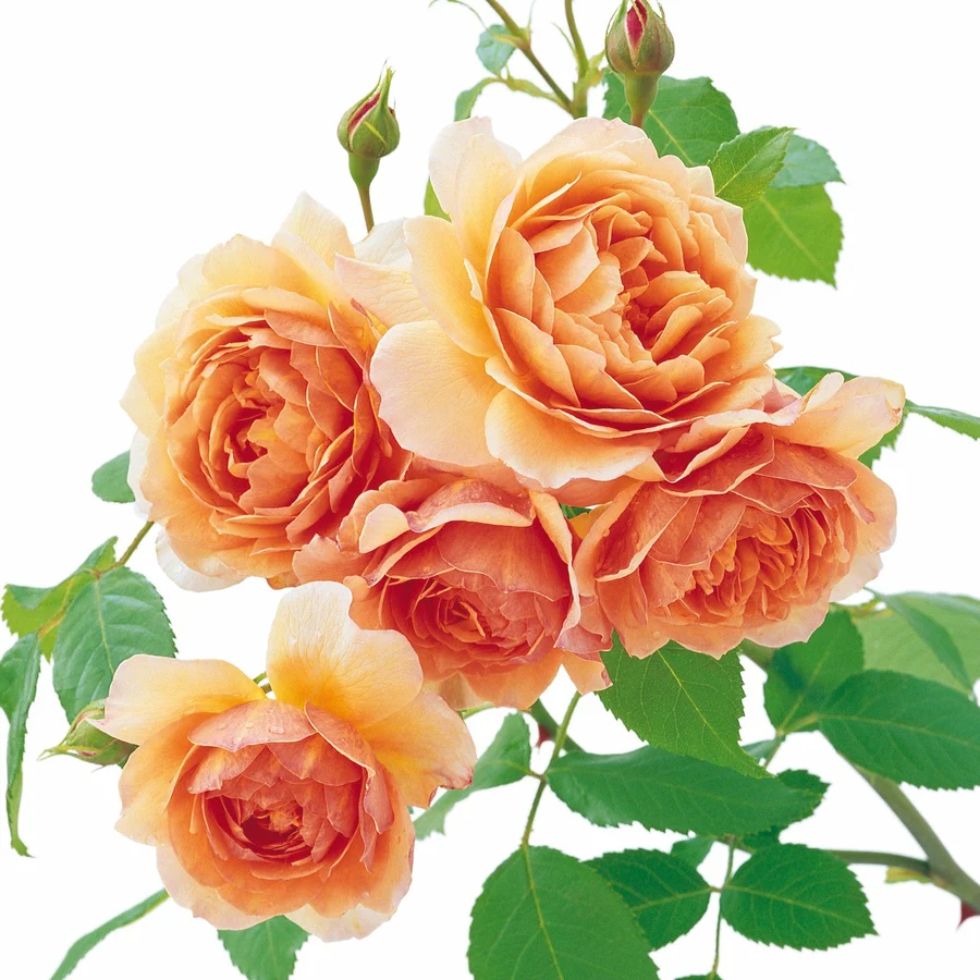 Roosiistik “Grace”® 1 tk. / A klass - Image 5