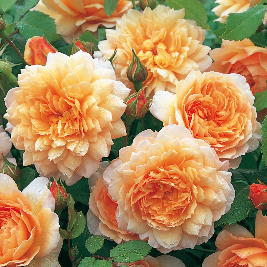Roosiistik “Grace”® 1 tk. / A klass - Image 4