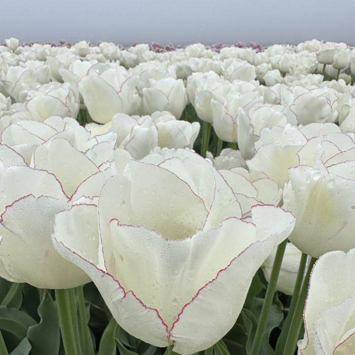 Tulp “Charlize” pakendis 7 tk