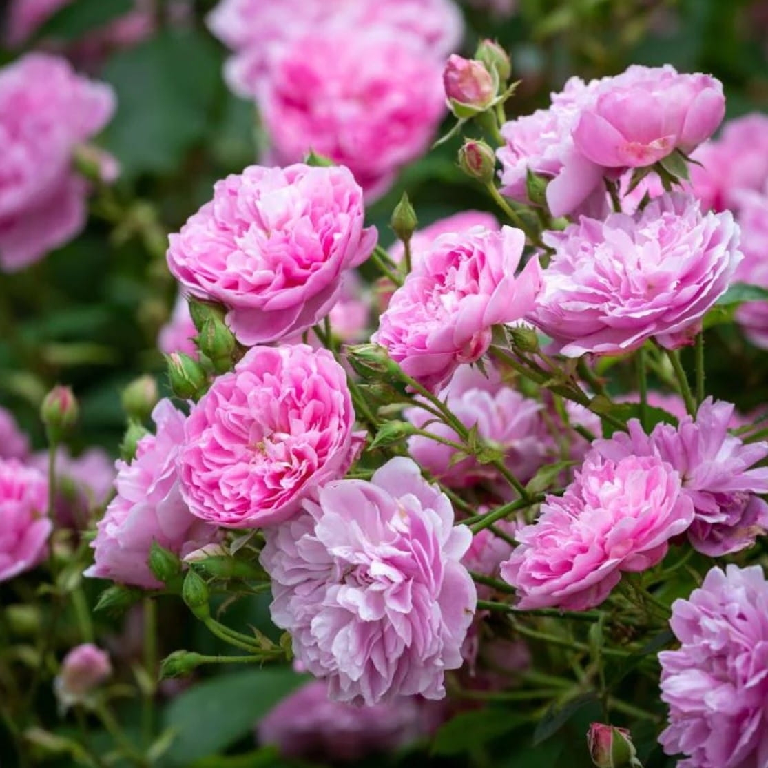 Roosiistik “HARLOW CARR®” 1 tk. / A klass/ - Image 2
