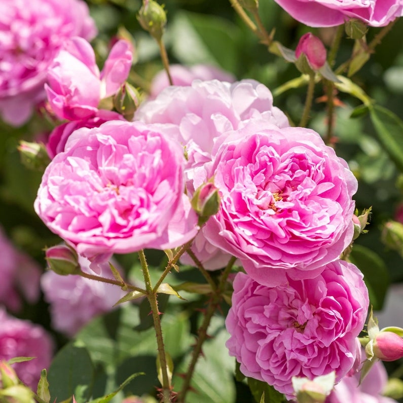 Roosiistik “HARLOW CARR®” 1 tk. / A klass/