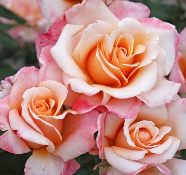 Roosiistik “OH HAPPY DAY® ” 1 tk. / A klass/ ADR® - Image 2