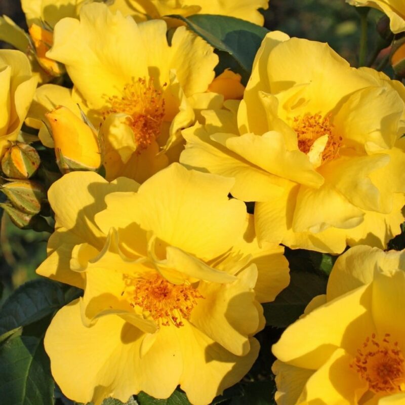 Roosiistik “Lemon Fizz® ” 1 tk. / A klass/ ADR®