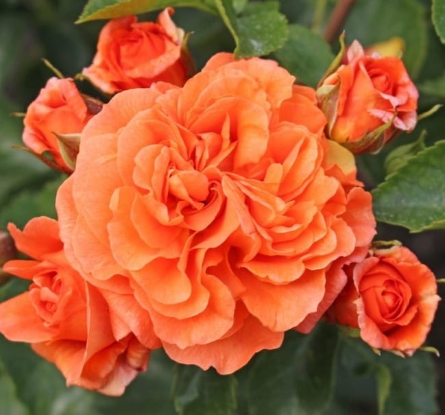 Roosiistik “ORANGERIE® ” 1 tk. / A klass/ ADR®