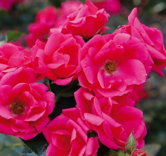 Paljasjuurne roosiistik “Gartenfreund®” 1 tk. / A klass/ ADR®