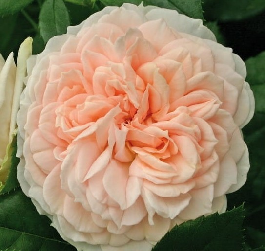 Paljasjuurne roosiistik “Garden of Roses®” 1 tk. / A klass/ ADR®