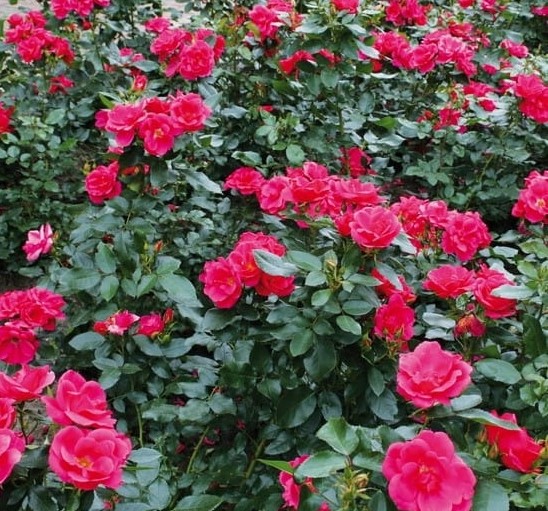Paljasjuurne roosiistik “Gartenfreund®” 1 tk. / A klass/ ADR® - Image 2