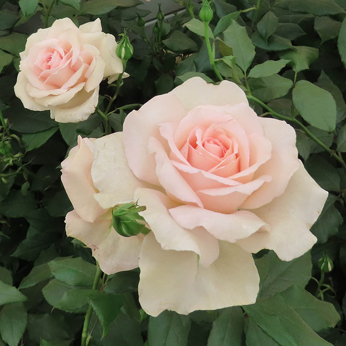 Roosiistik “Chandos Beauty® ” 1 tk. / A klass/ - Image 3