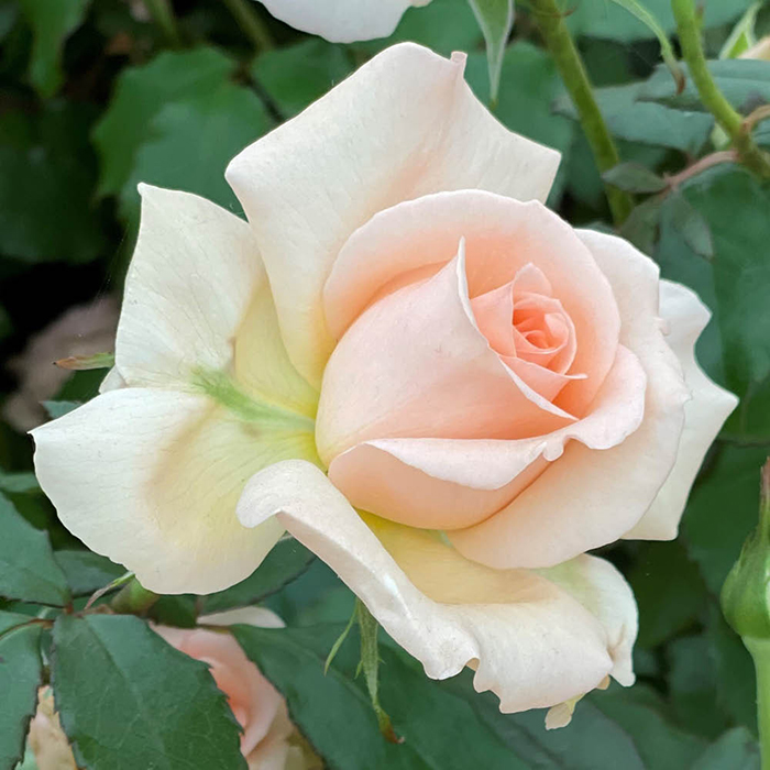Roosiistik “Chandos Beauty® ” 1 tk. / A klass/ - Image 2