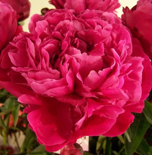 Pojeng „Red Sarah Bernhardt” paljasjuurne istik