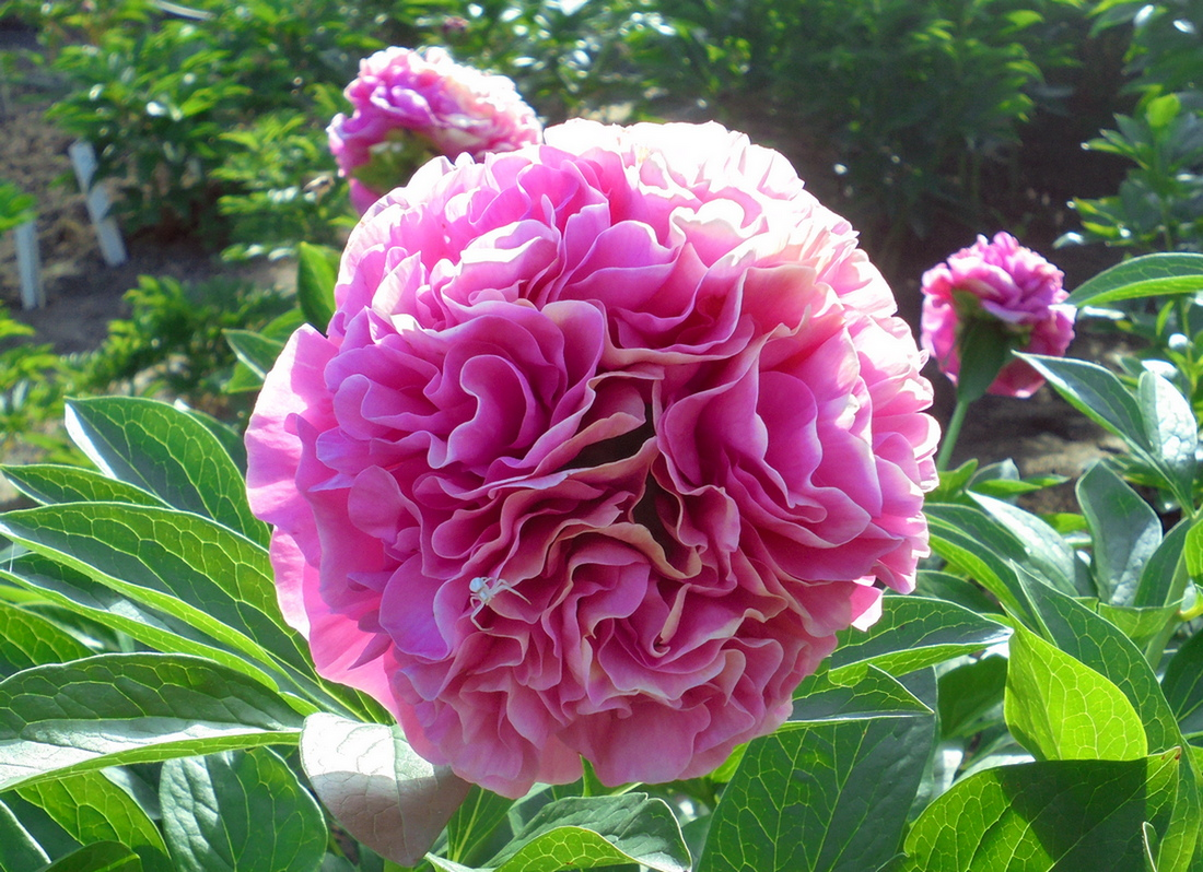 Pojeng ‘’CARNATION BOUQUET ” paljasjuurne istik - Image 5