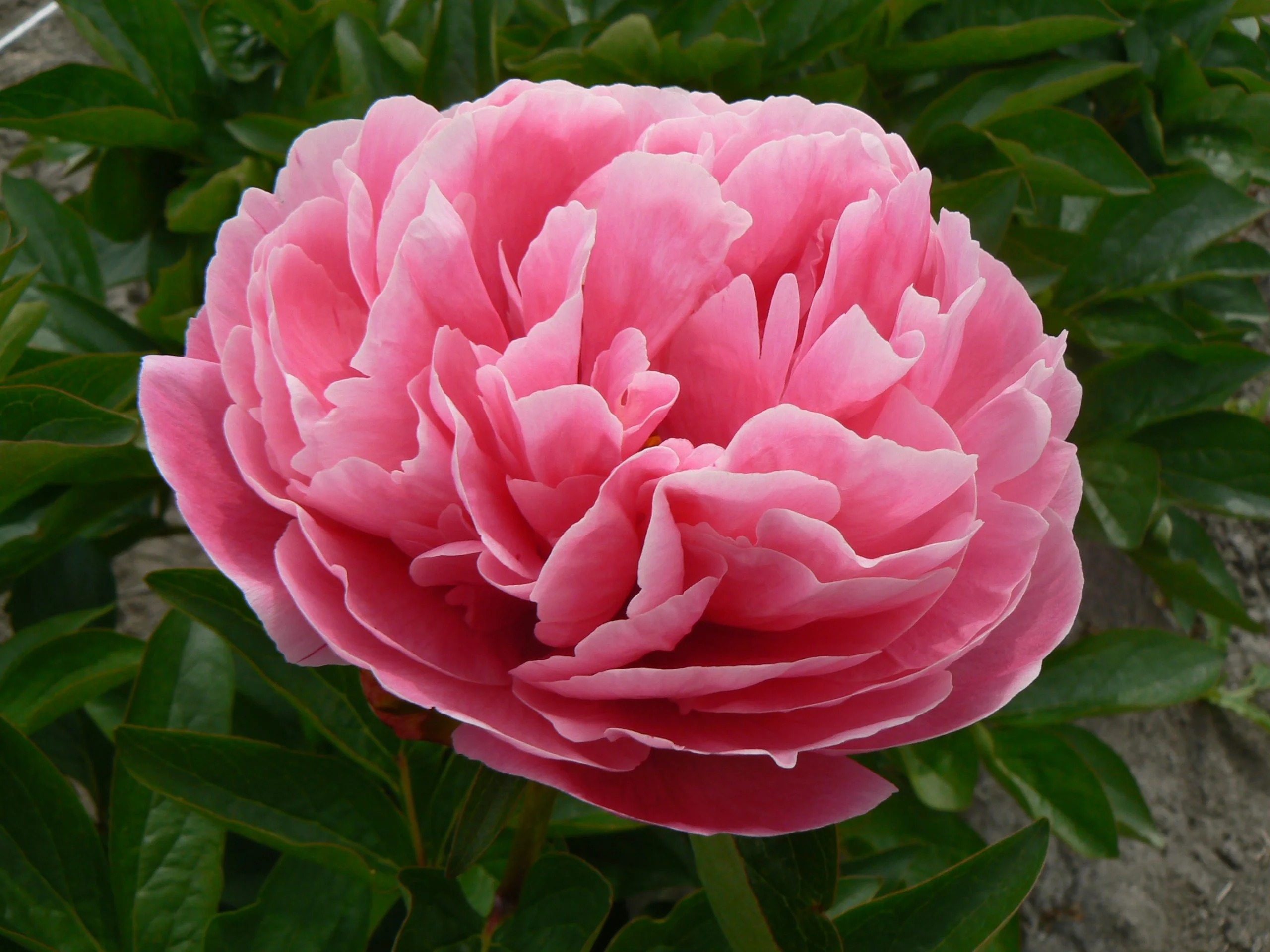 Pojeng ‘’CARNATION BOUQUET ” paljasjuurne istik