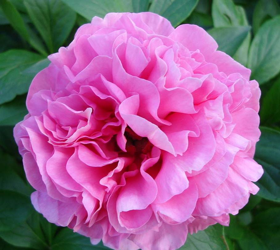 Pojeng ‘’CARNATION BOUQUET ” paljasjuurne istik - Image 4