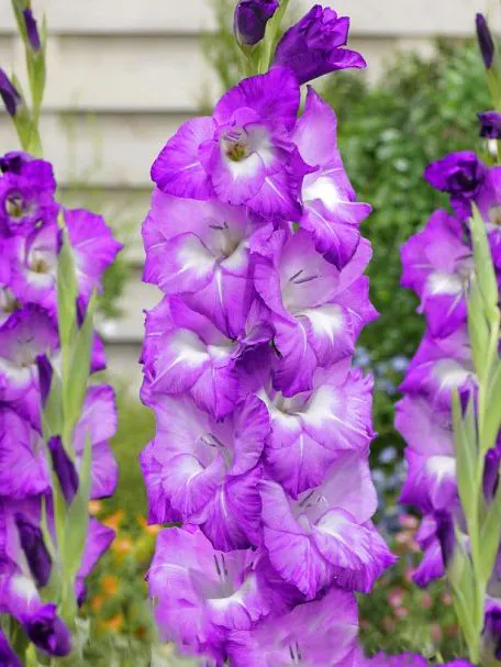 Gladiool “Blue Isle” pakendis 10 tk