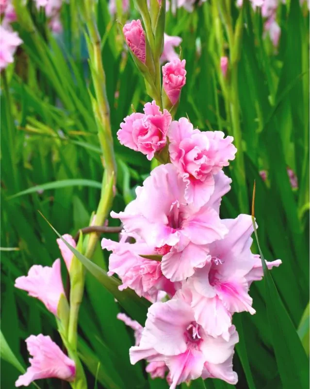 Gladiool “Cilesta” pakendis 10 tk
