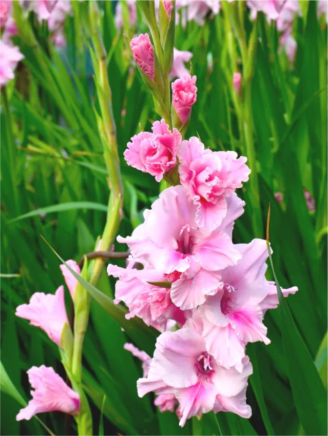 Gladiool “Cilesta” pakendis 10 tk