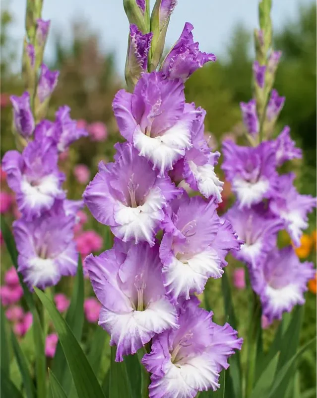 Gladiool “Invictus” pakendis 10tk