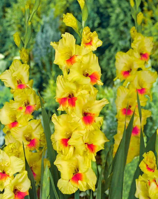 Gladiool “Jester” pakendis 10tk