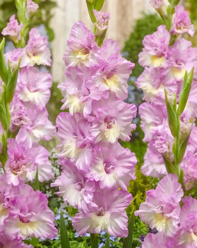 Gladiool “Magenta Princess” pakendis 10 tk