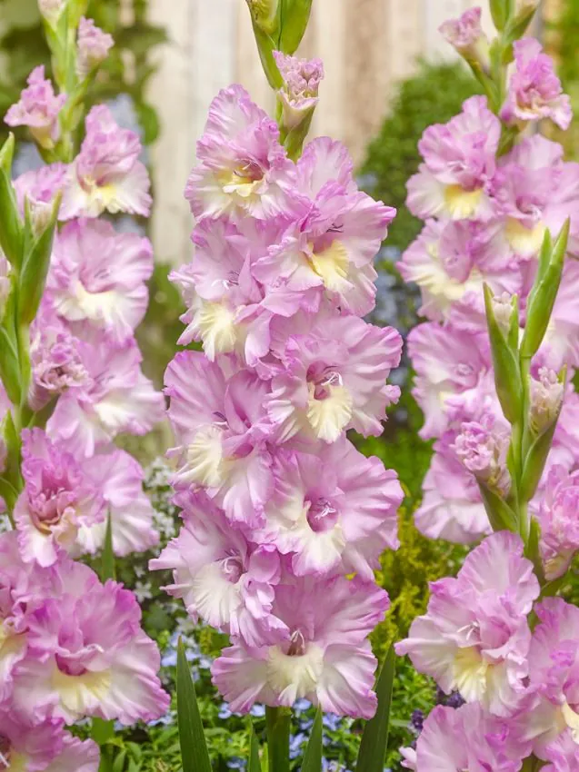 Gladiool “Magenta Princess” pakendis 10 tk