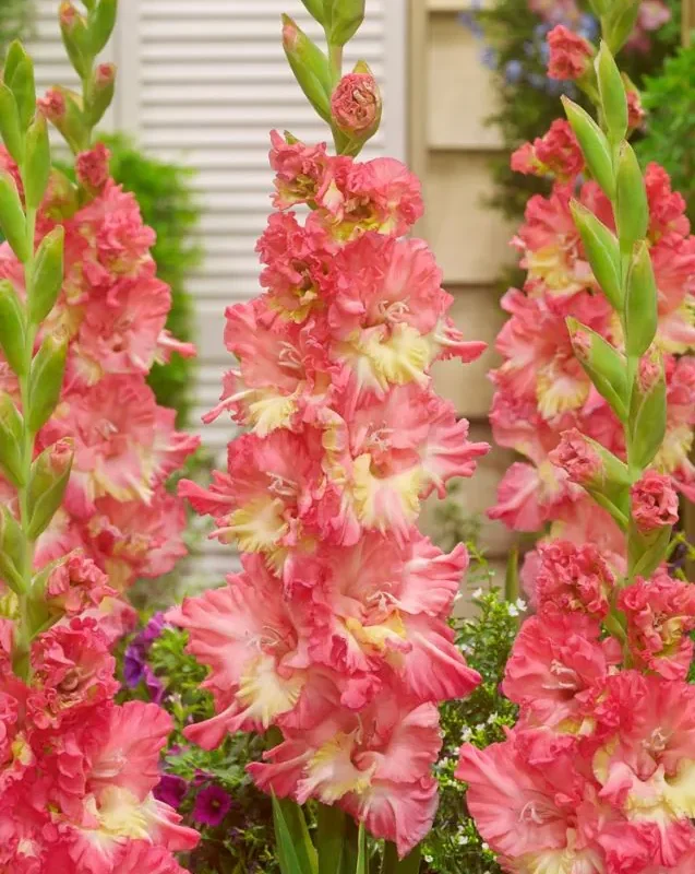 Gladiool “Mango Muse” pakendis 10 tk