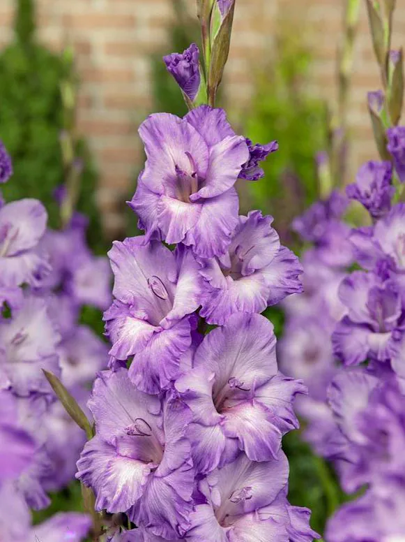 Gladiool “Milka” pakendis 10 tk