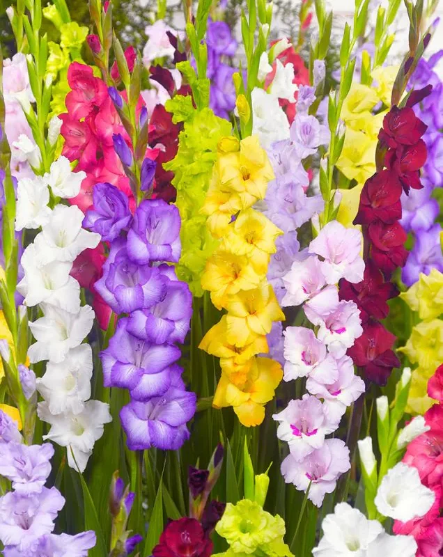 Gladiool “Mixed Gladiolus” pakendis 10 tk