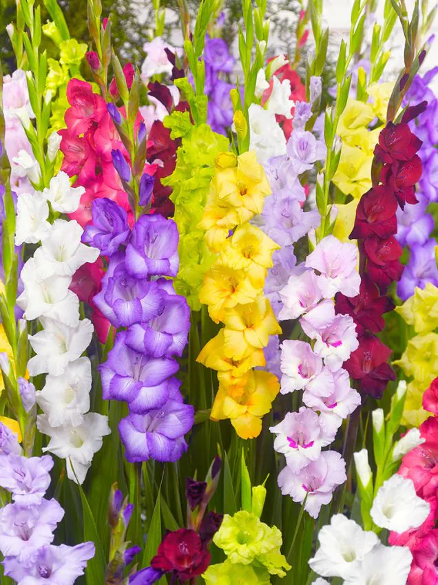 Gladiool “Mixed Gladiolus” pakendis 10 tk