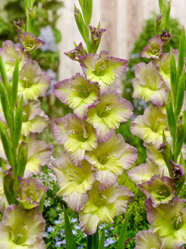 Gladiool “Moonlight Shadon” pakendis 10 tk