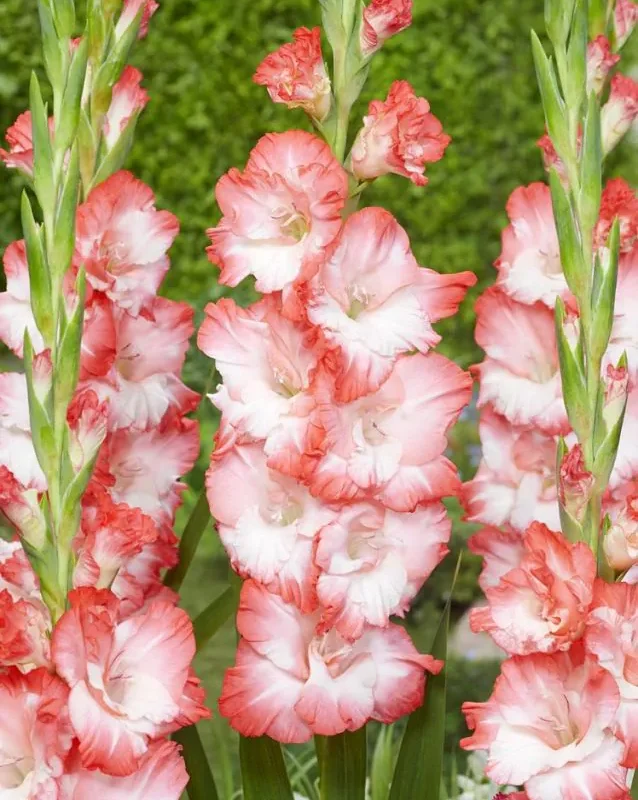 Gladiool “Pink Lady” pakendis 10 tk