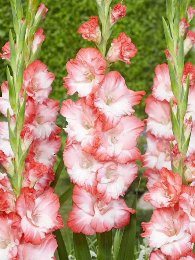 Gladiool “Pink Lady” pakendis 10 tk