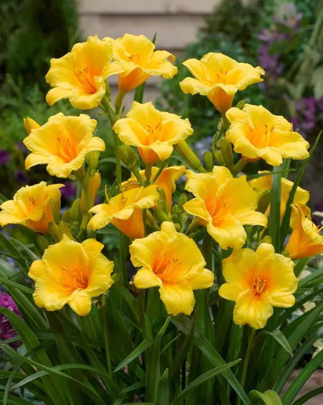 Päevaliilia “Hemerocallis aten” pakendis 3 tk