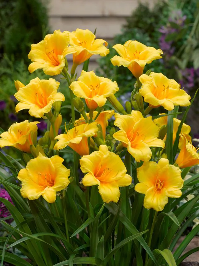 Päevaliilia “Hemerocallis aten” pakendis 3 tk