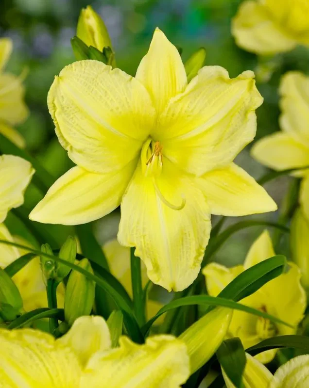 Päevaliilia “Hemerocallis big time happy” pakendis 3 tk