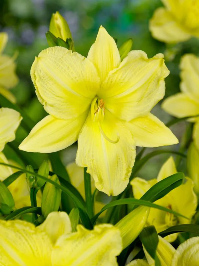 Päevaliilia “Hemerocallis big time happy” pakendis 3 tk