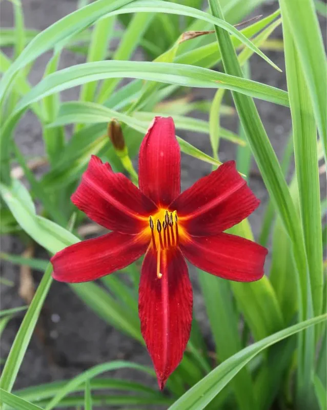 Päevaliilia “Hemerocallis black prince” pakendis 3 tk