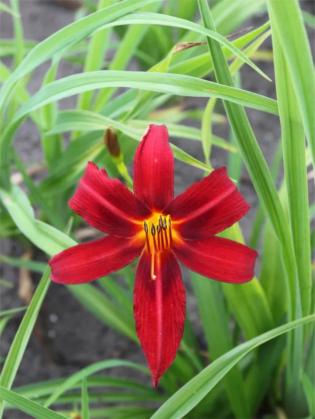 Päevaliilia “Hemerocallis black prince” pakendis 3 tk