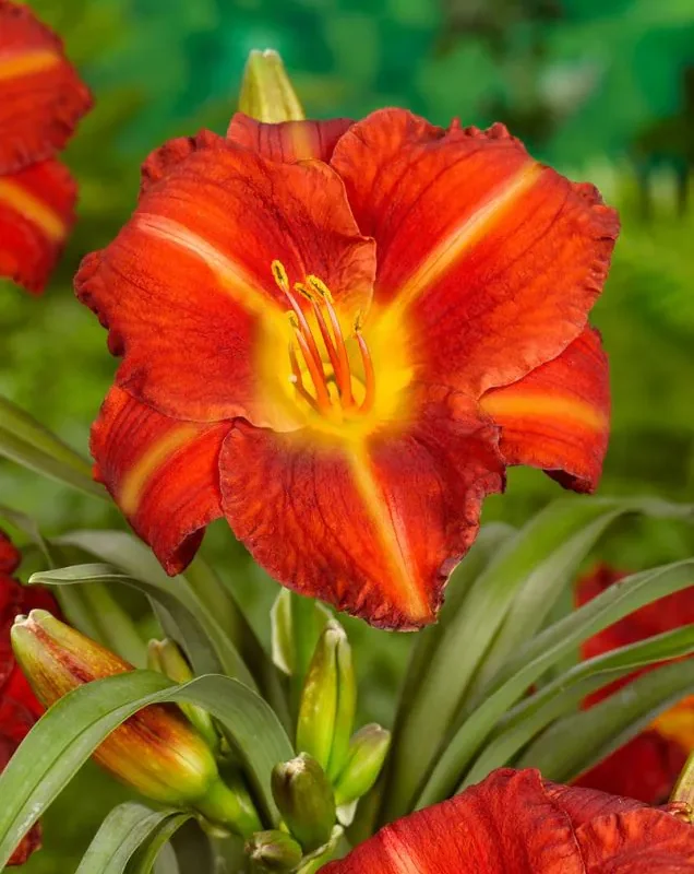 Päevaliilia “Hemerocallis crown fire” pakendis 3 tk