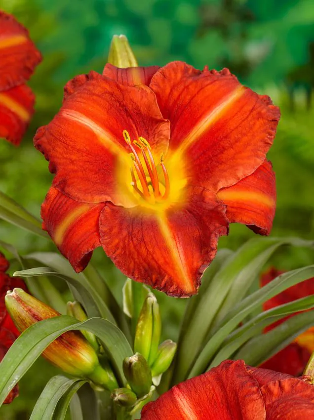 Päevaliilia “Hemerocallis crown fire” pakendis 3 tk