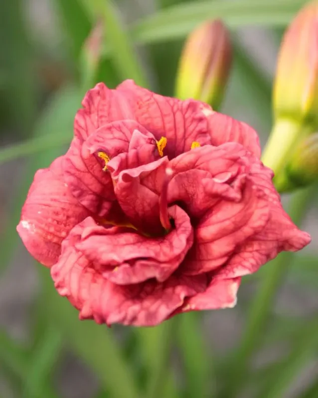 Päevaliilia “Hemerocallis cute as can be” pakendis 3 tk