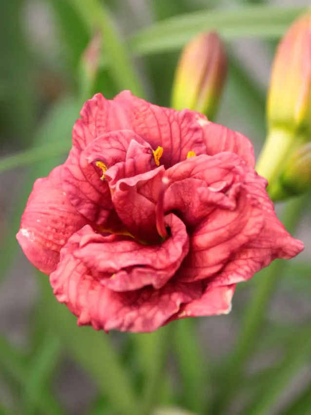 Päevaliilia “Hemerocallis cute as can be” pakendis 3 tk