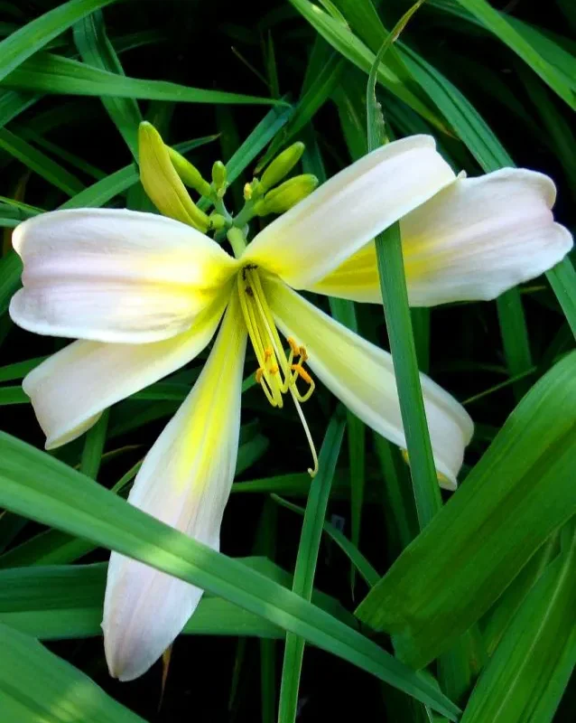 Päevaliilia “Hemerocallis desert icicle” pakendis 3 tk