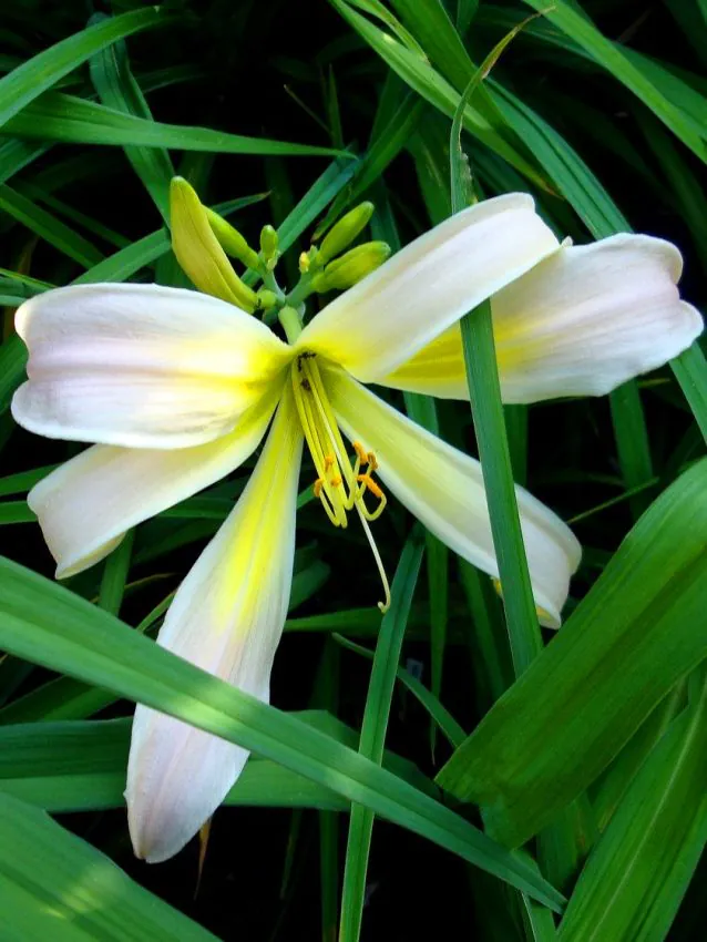 Päevaliilia “Hemerocallis desert icicle” pakendis 3 tk
