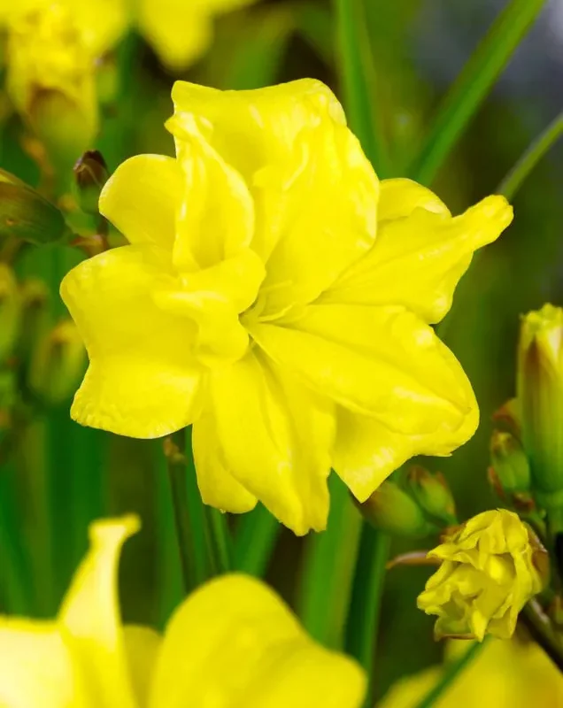 Päevaliilia “Hemerocallis double river wye” pakendis 3 tk