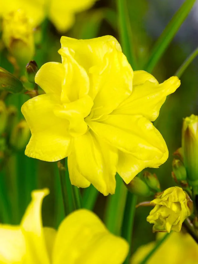 Päevaliilia “Hemerocallis double river wye” pakendis 3 tk