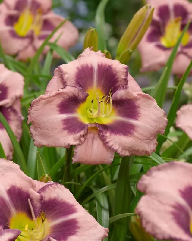 Päevaliilia “Hemerocallis edge ahead” pakendis 3 tk