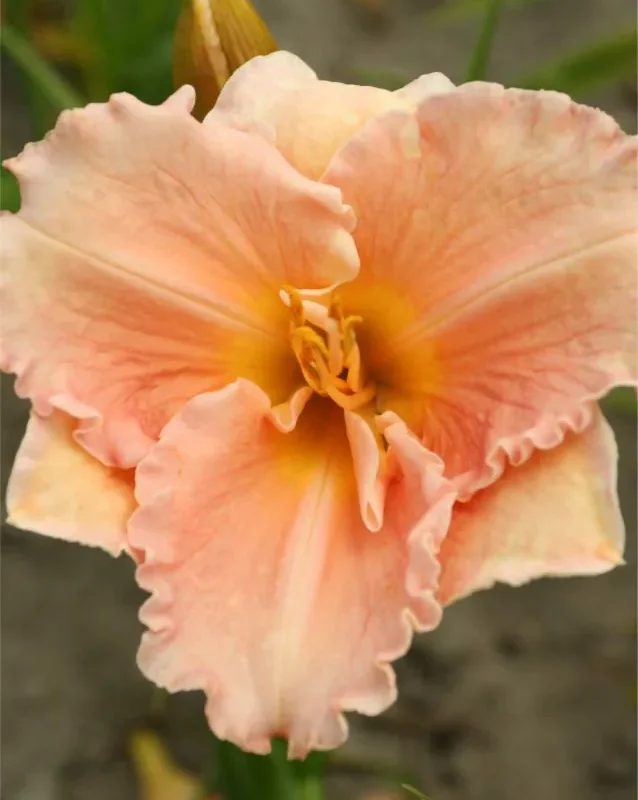 Päevaliilia “Hemerocallis Elisabeth Salter” pakendis 3 tk